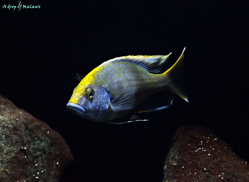 Nimbochromis venustus